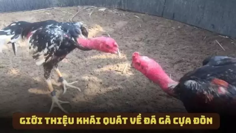 Giới thiệu khái quát về loại hình đá gà cựa đòn