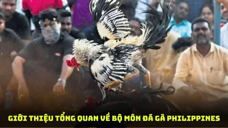 Tìm hiểu về bộ môn đá gà Philippines